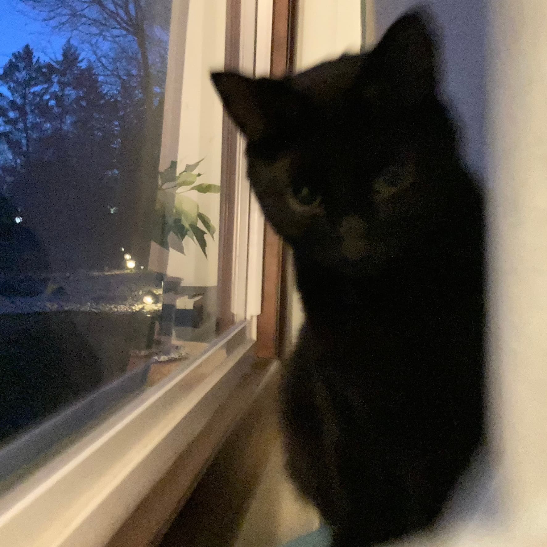 The fuzzy girl by a window.